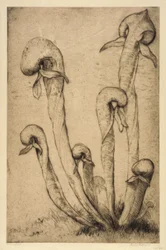 Darlingtonia