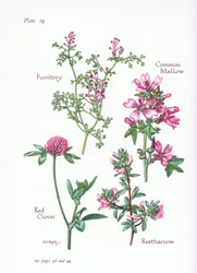 Mauve commune, Arrête-bœuf, Fumeterre, Trèfle rouge, 1951