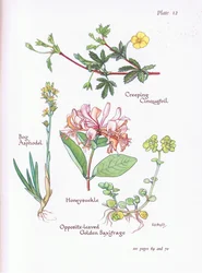 Potentille rampante, Narthecium, Chèvrefeuille, Saxifrage opposée, 1951