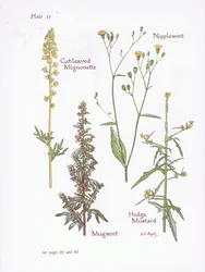 Réséda à feuilles de capillaire, Armoise, Laiteron, Moutarde des haies, 1951