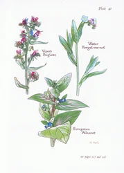 Buglosse toujours verte, Buglosse, Myosotis des marais, 1951