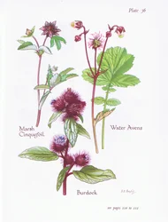 Potentille des marais, Bardane, Benoîte des ruisseaux, 1951