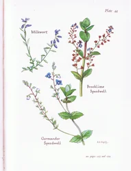 Polygale, Véronique des ruisseaux, Véronique, Germandrée Véronique