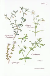 Stellaire holostée, Stellaire intermédiaire, Stellaire, Euphrasie, 1951