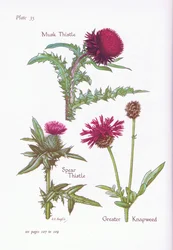 Chardon penché, Chardon des champs, Centaurée scabieuse, 1951