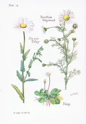Camomille inodore, Pâquerette, Marguerite, 1951
