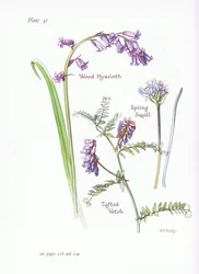 Scille de printemps, Jacinthe des bois, Vesce cracca, 1951