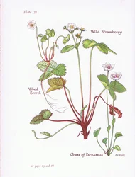 Oxalis, Fraisier des bois, Herbe de Parnasse, 1951