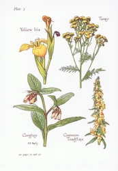 Iris jaune, Tanaisie, Consoude, Linaire commune, 1951