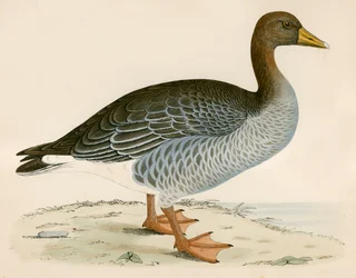 Oie cendrée