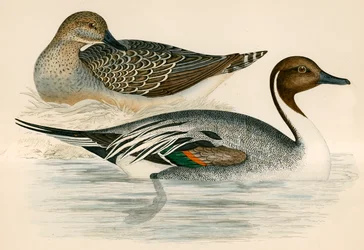 Canard pilet