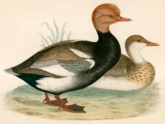 Canard siffleur à crête rouge