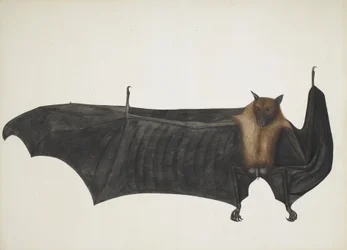 Grande chauve-souris indienne