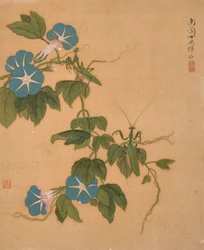 Gloire du matin de l