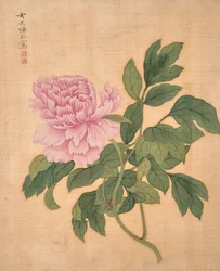 Pivoine de l