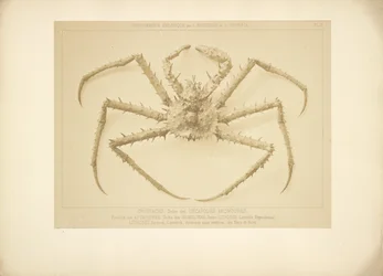 [Crabe]