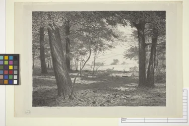 Bord De La Forêt