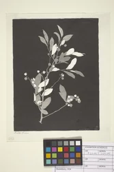 Myrtille