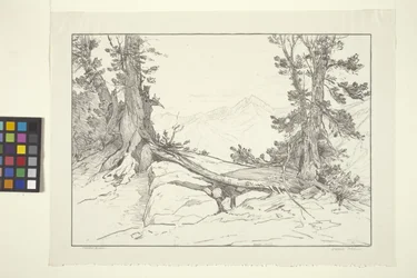 Pins de la Sierra