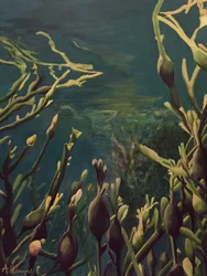 Forêt de kelp sous-marine