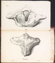 Atlas et sternum de la baleine, 1827