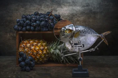 Nature morte de poissons agrandie