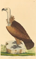 Le vautour alpin