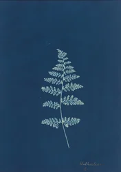 Hothocleana, c. 1850s (photo)