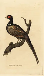 Faisan commun, Phasianus colchicus