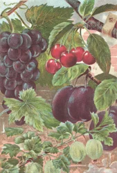 Fruits : raisins, cerises, prunes