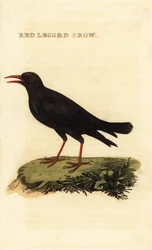 Chocard à bec rouge, Pyrrhocorax pyrrhocorax