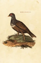 Lagopède d