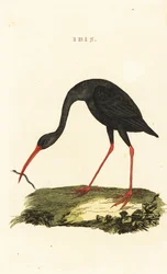 Ibis à queue pointue, Cercibis oxycerca