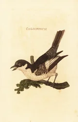 Bergeronnette grise, Motacilla alba