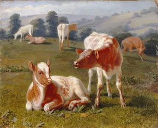 Veaux dans un pré