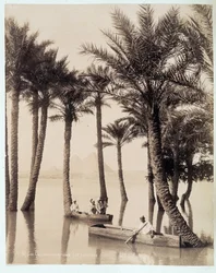 Une palmeraie au pied des pyramides d