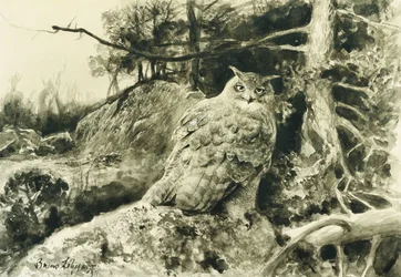 Grand-duc (Bubo Bubo)