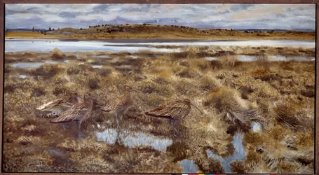 Courlis dans les marais. Peinture de Bruno Andreas Liljefors