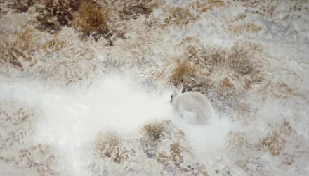 Lièvre pressé