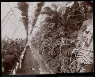 Plantes dans une serre au domaine Helen Gould (ancienne résidence de Jay Gould) à Tarrytown, New York, 1894