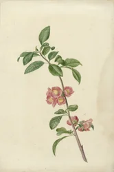 Branche de cerisier japonais en fleur
