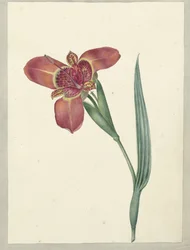 Fleur nommée Ferraria Tigrina