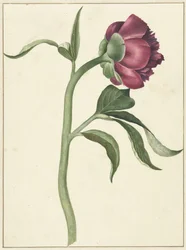 Fleur de pivoine