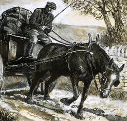 Les chevaux étaient sous-alimentés et surmenés