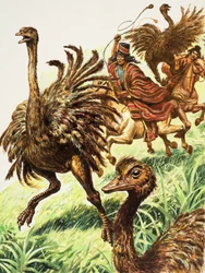 Rheas (gouache sur papier)