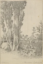 Peupliers et plantes sauvages près de Hannau