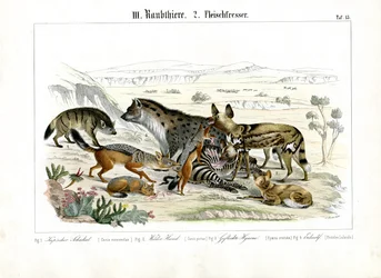 Carnivores africains à la chasse