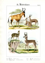 Ruminants africains de la savane
