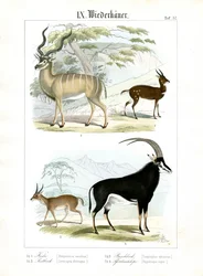 Antilopes africaines et asiatiques