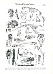 Illustration anatomique des édentés et des équidés